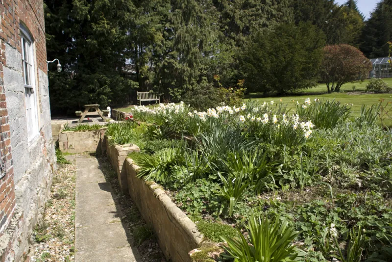 Spring daffodils along the garden border